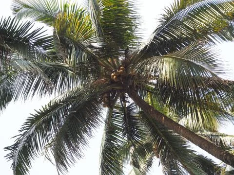 View of the coconut tree from the bottom up. Concept of vacation and tropical Stock Photos