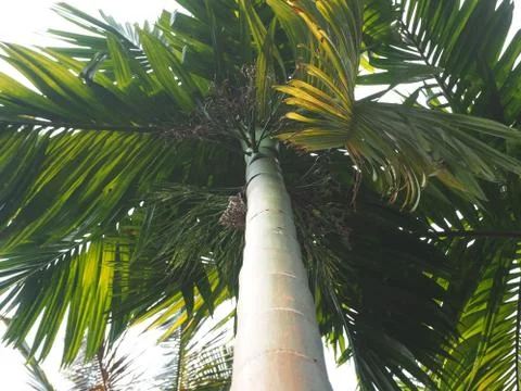 View of the coconut tree from the bottom up. Concept of vacation and tropical Stock Photos