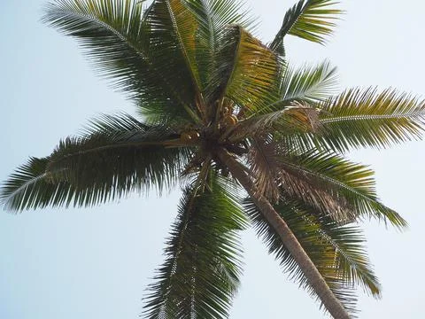 View of the coconut tree from the bottom up. Concept of vacation and tropical Stock Photos