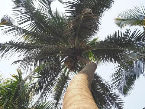 View of the coconut tree from the bottom up. Concept of vacation and tropical Stock Photos