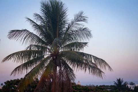 View of coconut tree with dusk sky background Stock Photos