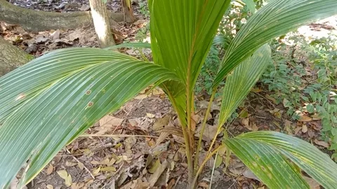 View of coconut tree leaves Stock Footage 240528652