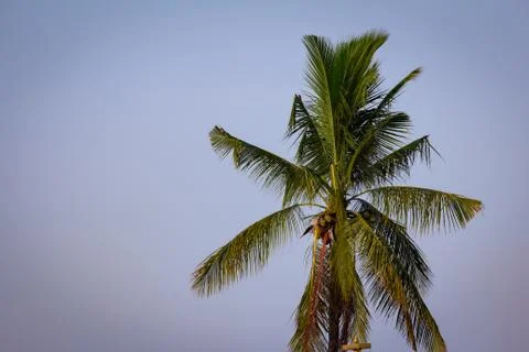 View of coconut tree with sky background Stock Photos