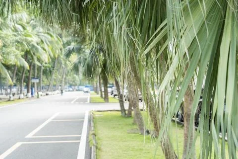 View Coconut tree with sky background Stock Photos