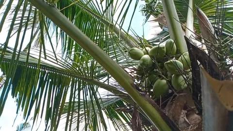 View of coconut tree with young coconuts Stock Footage 317930586