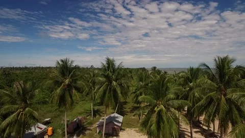 View of coconut trees adjacent to the beach Stockbeeldmateriaal 219599257