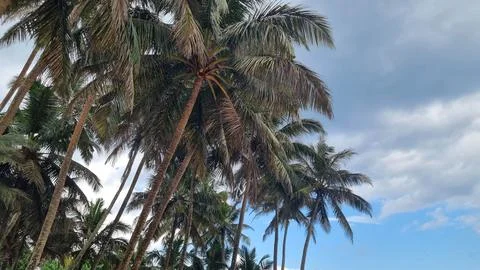 View of coconut trees in the background of the sky, taken from the bottom pos Stock Photos