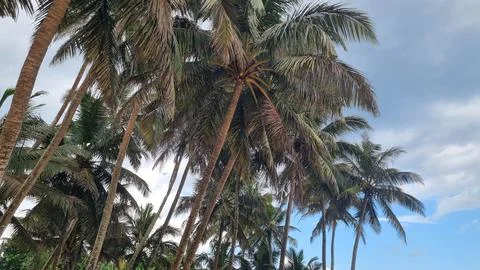 View of coconut trees in the background of the sky, taken from the bottom pos Stock Photos