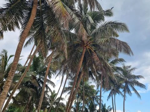 View of coconut trees in the background of the sky, taken from the bottom pos Stock Photos
