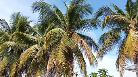 View of coconut trees blown by the breeze, background of coconut trees Stock Footage 247033257