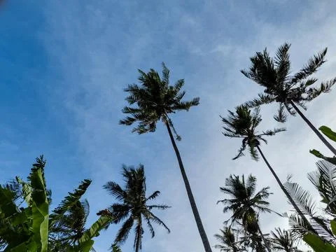 View of coconut trees with blue sky in summer Stock Photos