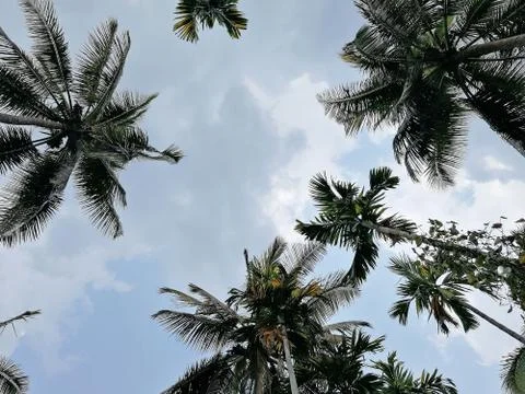 View of the coconut trees from the bottom up. Concept of vacation and tropica Foto stock