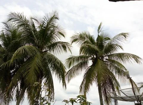A view of coconut trees on a cloudy day with overcast weather. Stock Photos