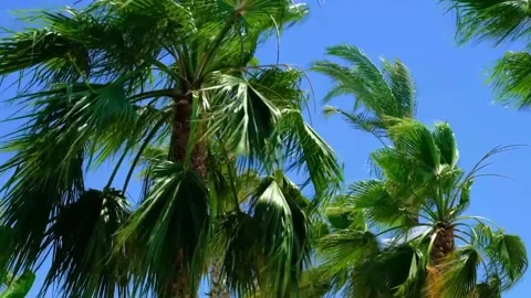 The view of coconut trees Stock Footage 233512697