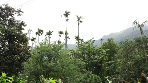 View of coconut trees in the forest Stock-Footage 156965151