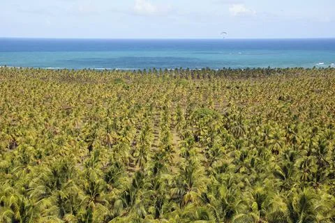 View of coconut trees on Gunga beach, Alagoas coast Stock Photos