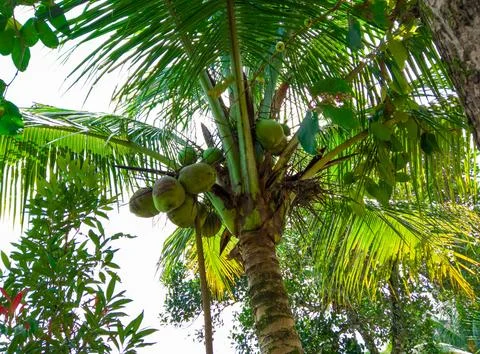 View of the coconut trees from the lower angle in soft-focus in the background Stock Photos