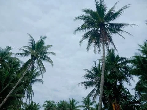 View of coconut trees Stock Photos