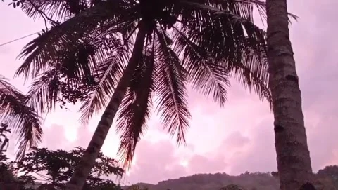 The view of coconut trees with the sunset sky looking pinkish purple. Video stock 327974894