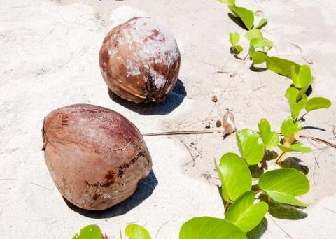 View of coconuts on sandy beach Stock Photos