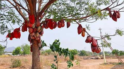 View of coconuts tied in cloth on a tree as part of a wishing ritual, Dharm.. Stock Photos