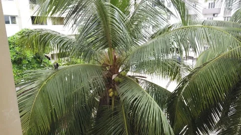 View of cocunut trees from a window Stock Footage 137228202