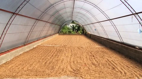 View to coffee beans naturally drying in Jarabacoa, Dominican Republic. Stock Footage 58109619
