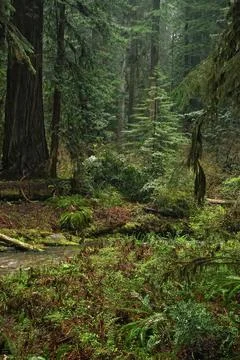 View on a cold rainforest, Grayback campground at Siskiyou National forest. Stock Photos