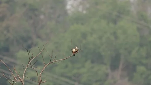 View of collared falconets perched on a branch in China. Stockbeeldmateriaal 335765167