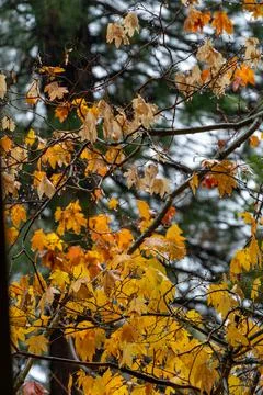 View of Coloful Fall Leafs with Cloudy Skies in the background Stock Photos