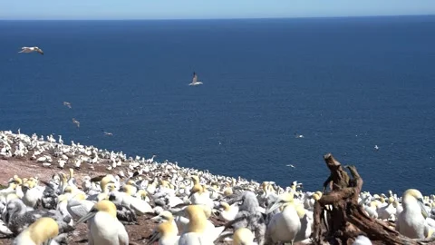 View of a colony of gannets Stock Footage 143213092