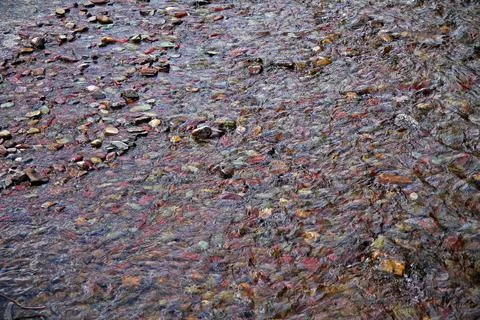View of colored pebbles in shallow transparent waters Stock Photos