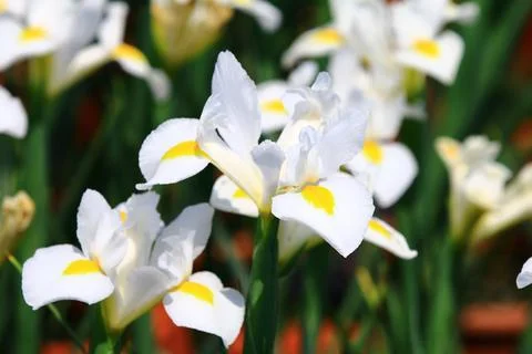 View of colorful Iris(Flag,Gladdon,Fleur-de-lis) flowers Stock Photos