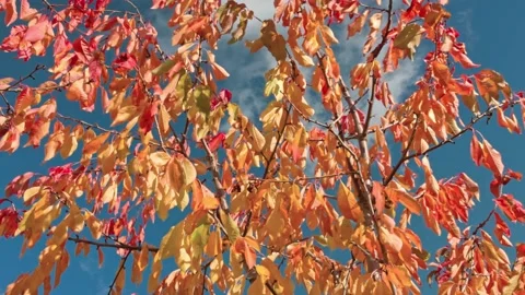 View of colorful leaves of cherry tree on sunny autumn day developing in wind. Video stock 220084731