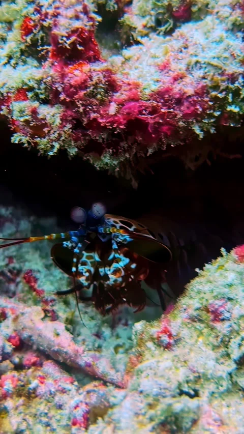 View of a colorful peacock mantis shrimp in Bali, Indonesia. Vidéo 340642399