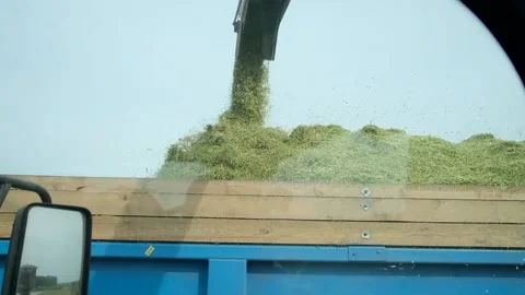 View from the combine. Сrop being loaded into a truck trailer during harvesting Stock Footage 232119126