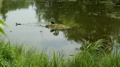 View of common coot nest in a summer duckweed pond with two chicks Stock Footage 317198603