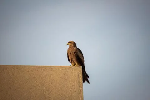 View of a common eagle resting over a parapet wall in urban area Stock Photos