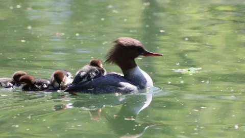 View of a common merganser with ducklings on her back, France. Video stock 333228445