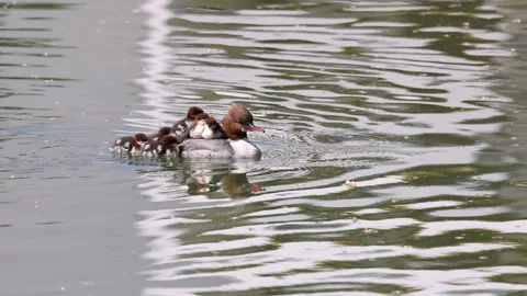 View of a common merganser with ducklings on her back in a pond, France. Video stock 333522849