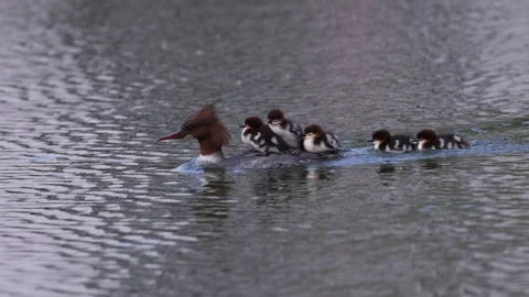 View of a common merganser with ducklings on its back in France. Video stock 333523031