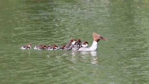 View of a common merganser with ducklings on a lake in France. Video stock 333228184