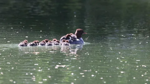 View of a common merganser with ducklings swimming in a pond, France. Video stock 333228146
