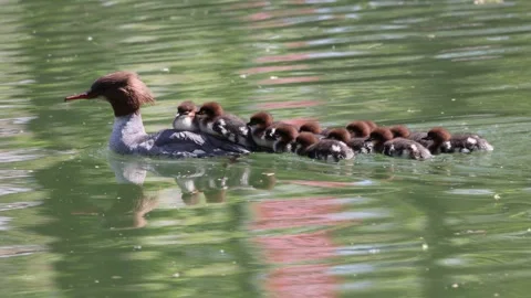 View of a common merganser swimming with ducklings in Mulhouse, France. Video stock 333228273