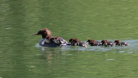 View of a common merganser swimming with ducklings on her back, France. Video stock 333228359
