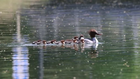 View of a common merganser swimming with ducklings on a pond, France. Video stock 333228449