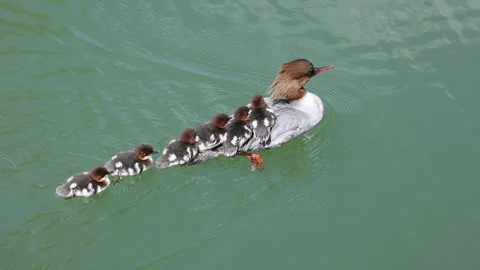 View of a common merganser swimming with ducklings on its back, France. 스톡 동영상 333522971