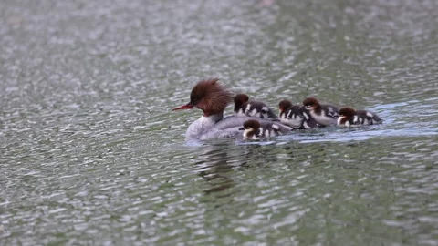 View of a common merganser swimming with ducklings on her back, France. Video stock 333523071
