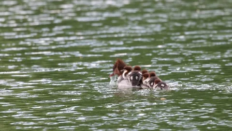 View of a common merganser swimming with ducklings on her back, France. Video stock 333523705