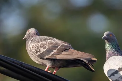 View of a common pigeon perch on cable Foto stock